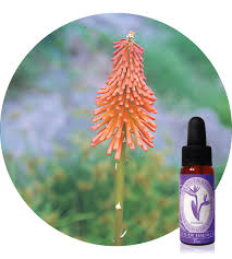 They are usually broader at the top and tapering at the base. Red Hot Poker South African Flower Essences Der Essenzenladen