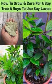 How To Grow Care For A Bay Tree Bay Leaf Uses Bay Leaf Plant Bay Leaf Tree Plants
