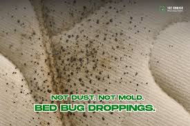 Image result for bed bugs droppings