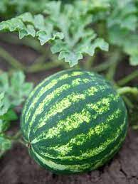 Commercial growers of watermelon will typically get 1 watermelon per plant because they space the plants tightly. Watermelon Grow Guide
