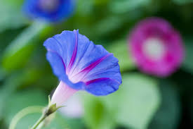 Image result for Ipomoea tricolor