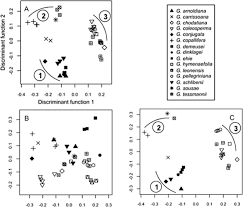 Image result for Guibourtia schliebenii