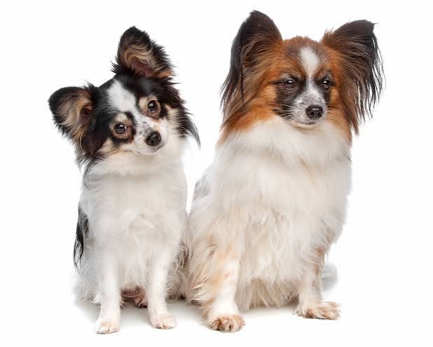 The Papillon - Modern Dog Magazine