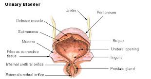 The primary function of the urethra is to transport urine from the bladder to the tip of the penis, allowing the bladder to empty when urinating. Internal Urethral Sphincter Wikipedia