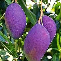 Amazon.com : CHUXAY GARDEN Green Mango Fruit Seed 1 Seeds Rare Color Mango  Edible Sweet Fruit an Exciting New Addition : Patio, Lawn & Garden