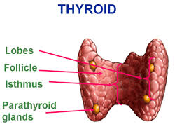 Thyroid Disease In Urdu Thyroid Ka Ilaj Gland Treatment