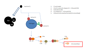 Image result for Complement Pathway