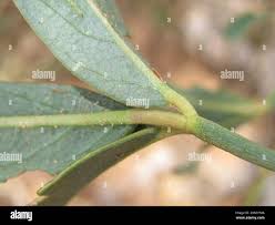 Image result for Maerua edulis