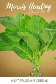 Maybe you would like to learn more about one of these? 12 Heat Tolerant Greens Ideas In 2021 Greens Rare Seeds Tolerant