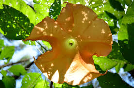 Manfaat bunga terompet dan ciri ciri bunga terompet selain cantik juga dimana bunga ini umum digunakan sebagai hiasan karena bentuknya yang indah. Bunga Terompet Bunga Terompet Adalah Salah Satu Bunga Yang Flickr