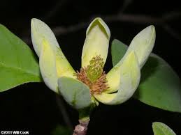 Cucumber tree (magnolia acuminata) is a forest canopy species of the magnolia family that can grow to 30 m in height. Cucumber Tree Magnolia Acuminata
