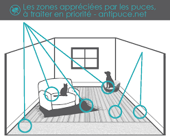 Traiter les puces de votre chat (simple économique). Traitement Anti Puce Maison Les Solutions Efficaces En 2020