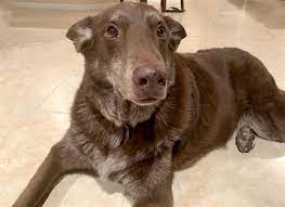 Petharbor Com Animal Shelter Adopt A Pet Dogs Cats Puppies Kittens Humane Society Spca Lost Found Animal Shelter Humane Society Kittens