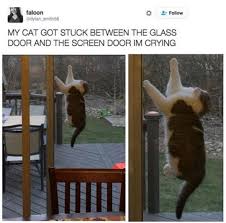 If You Re Done Laughing Can You Get Me Out Of Here Cats Know Your Meme