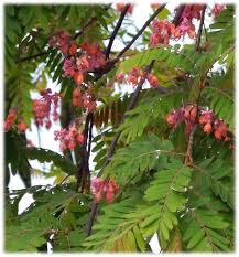 Cássia - Tenho Sede