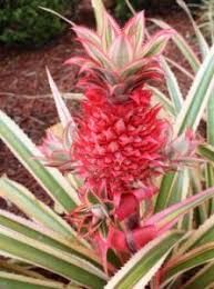 Growing Pineapple Plants Indoors Ananas Comosus Grow Pineapple Plant Pineapple Plant Care Pineapple Planting