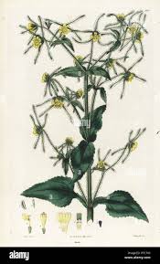 Image result for Sigesbeckia