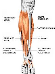 Pin By Linette Lashly On Anatomy Lower Leg Muscles Front Leg Muscle Peroneus Longus