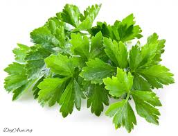 Can i give my dog dried parsley? Can Dogs Eat Cilantro 7 Benefits That Highlight A Positive Answer Dogarea