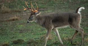 No lime or fertilizer just racked the dirt up a bit. Busted 10 Myths About Food Plots Outdoor Life