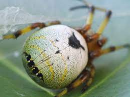 ○ビジョオニグモを再び: ご近所の小さな生き物たち