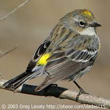 La première paruline que nous avons observé cette année, la paruline à croupion jaune. Audubon S Yellow Rumped Warbler Birdnote