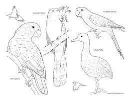 In addition, there are many variations of parakeet birds in these. Christine Elder On Twitter Check Out My Free Bird Coloring Pages For Kids That Feature Tropical Birds Most Often Endangered By The Illegal Wild Bird Trade In Observance Of Nationalbirdday And The