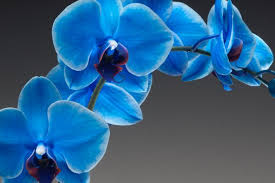 images?q=tbn:ANd9GcRX2gBjFEjXfgZQnRXHvCr