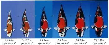 Domestic shipping cost not yet included; Ak Nishikigoi Dream Showa By Momotaro Koi Farm Lion Facebook