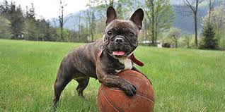 Find your new dog the perfect name by browsing our list of dog names that start with b. 200 Perfect French Bulldog Names My Dog S Name