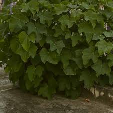 Image result for Jatropha botswanica