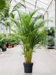 Image result for Dypsis lutescens