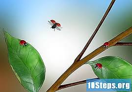 Kumbang hitam pada pokok kacang. 3 Cara Mengenal Kumbang Tips 2021
