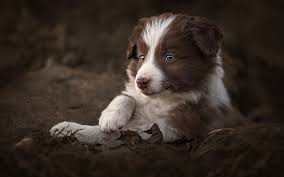 Download Wallpapers Border Collie Puppy Muzzle Cute Animals Brown Border Collie Dogs Border Collie Dog Besthqwallpapers Com Puppy Time Brown Border Collie Collie Puppies For Sale