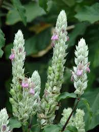 Image result for Justicia betonica