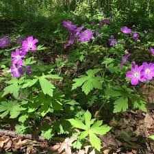 Image result for Geranium aculeolatum