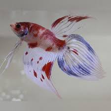 Koi Betta Veil Tail In 2020 Koi Betta Betta Fish Betta