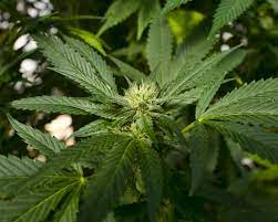 Maybe you would like to learn more about one of these? The Life Cycle Of A Cannabis Plant From Seed To Store The Star