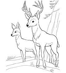 This collection includes mandalas, florals, and more. Animal Templates Free Premium Templates Deer Coloring Pages Farm Animal Coloring Pages Animal Coloring Pages