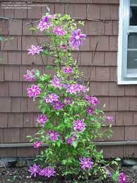 Maybe you would like to learn more about one of these? Plantfiles Pictures Clematis Dr Ruppel Clematis 12 By Msanjelpie Clematis Trees To Plant Plants