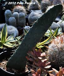 Cow's tongue cactus (opuntia engelmannii var. Otherworldly Beauty At East Austin Succulents Digging