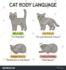 Cat Body Language Infographic Chart Cat Stock Vector