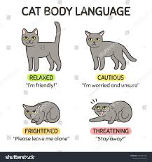 cat body language infographic chart cat stock vector