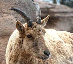 Daxili turlar , xarici turlar, istirahet merkezleri , tur paketler 2021, ucuz qiymete avia biletler tapmaq. Toronto Zoo Animals
