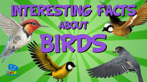 Turtles probably do not like antarctica. Interesting Facts About Birds Educational Video For Kids Youtube