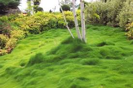 If by random chance your plants don't arrive in great shape. Pin On Plants And Planters