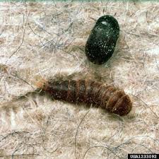 Black Beetle Like Bug In House Black Carpet Beetle Carpet Bugs Black Carpet Beetle