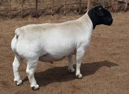 Ovis aries) merupakan sejenis mamalia ruminan berkaki empat yang biasa dipelihara sebagai ternakan. Kambing Biri Biri In English