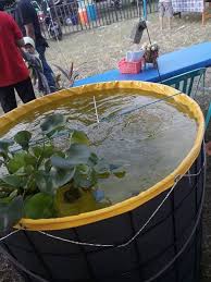 Fakta Dan Pedoman Khusus Lele Sangkuriang Di Kolam Terpal Kolam Indonesia Ikan