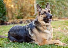 We did not find results for: German Shepherd Puppy Wallpaper 4k Pets Lovers